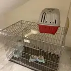 اغراض قطط