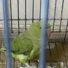 ببغاء الذرة للبيع