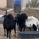 شياه برابر