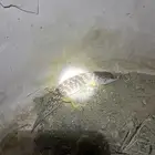 برميه سحليه