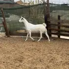 عنزين بيشيات حليب