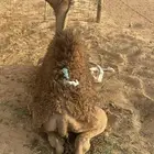 حاشي