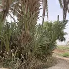 فسايل نخل وفروخ