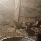 تم البيع الله يبارك لرعيه