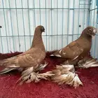 طبه تركي سوري