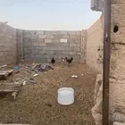 دجاج