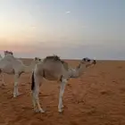 للبيع بكره عمره 8 شهور