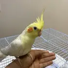 طيور كروان للبيع على السوم الأصفر أليف و الثاتي مو أليف مره