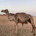 ناقه عشرا للبيع