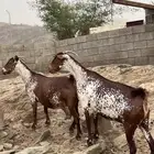 غنم وشح دهم دفع