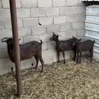 تيسين و عنز مورسيانو الاسباني
