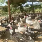 بط مصري