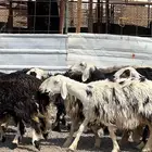 رخال وضان حجريات صنف فاخره