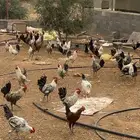 ديوك مشكل بلدي تركي فيومي بعمر 8الى9