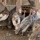 دجاج رومي