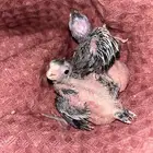 فروخ كروان هولندي