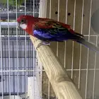 ذكر روزيلا بشهادته