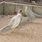فزن