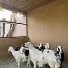 فحل للبيع