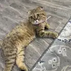 قطط سكوتش فولد