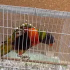 لوري ريمبو