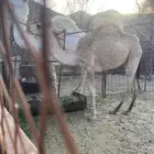 بكره لبيع