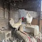ديك ودجاجه بيضا