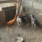 دجاج باكستاني سندي فاخر وأعمارهم من 6_7 شهور