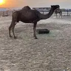 ناقه ضير ميت حوارها اليوم