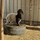 للبيع نعيميه والد