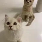 قطط
