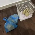بط بكني صحته ممتازه وسعار جدا مناسب