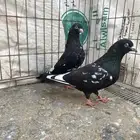 للبيع ذكرين كمنقر من