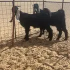 تيوس مشاريع فحول