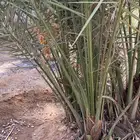 فسائل (فراخة ) ونقايل خلاص