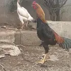 دجاج شامو ياباني للبيع