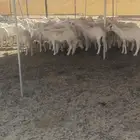 ضان حرش مراح واحد العدد 80 دفيع منها 6 تحتها 6 بفحلها