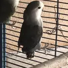 طير روز اسود نااادر للبيع على السوم