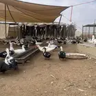 بط بح مكسوفي