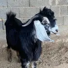 تيس فحل معزا حبشي مشروع فحل( تم البيع )