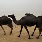 بكره رباع