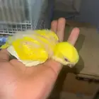 فرخ ببغاء كويكر الراهب لاتينو ( تم البيع )