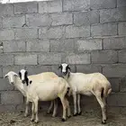 3 ضان قرايب