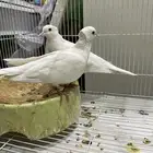 جوزين حمام ياكريم