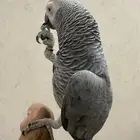 كاسكو هدد متكلم