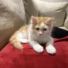 قطط