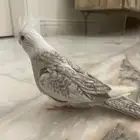 فروخ كروان الوان مميزه