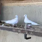 قماري للبيع