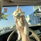 قطط