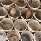 دجاج بلدي بشاير